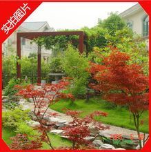 【日本红枫】最新最全日本红枫 产品参考信息